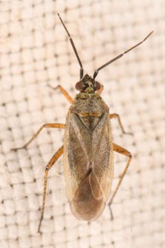 Delphiphylus by (c) Trevor Van Loon, some rights reserved (CC BY), uploaded by Trevor Van Loon. Used under a CC-BY license.