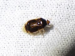 Deraeocoris davisi by (c) Sam Kieschnick, some rights reserved (CC BY), uploaded by Sam Kieschnick. Used under a CC-BY license.
