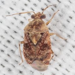 Derophthalma emissitia by (c) Victor Engel, some rights reserved (CC BY), uploaded by Victor Engel. Used under a CC-BY license.