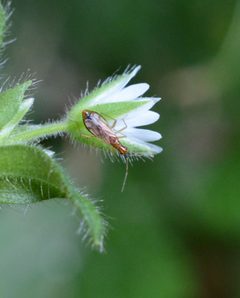 Dicyphus discrepans by (c) Alison Northup, some rights reserved (CC BY), uploaded by Alison Northup. Used under a CC-BY license.