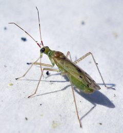 Dicyphus by (c) Mick Talbot, some rights reserved (CC BY). Used under a CC-BY license.