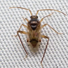 Eustictus claripennis by (c) Ken-ichi Ueda, some rights reserved (CC BY), uploaded by Ken-ichi Ueda. Used under a CC-BY license.