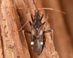 Fulvius slateri by (c) skitterbug, some rights reserved (CC BY), uploaded by skitterbug. Used under a CC-BY license.