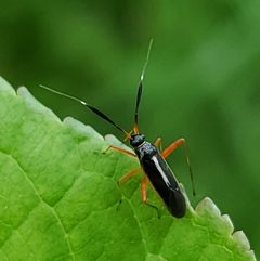 Garganus fusiformis by (c) Will Kuhn, some rights reserved (CC BY), uploaded by Will Kuhn. Used under a CC-BY license.