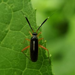 Garganus fusiformis by (c) Will Kuhn, some rights reserved (CC BY), uploaded by Will Kuhn. Used under a CC-BY license.