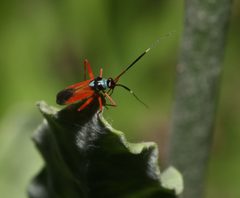Garganus splendidus by (c) Lon Brehmer, some rights reserved (CC BY), uploaded by Lon Brehmer. Used under a CC-BY license.