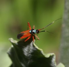 Garganus splendidus by (c) Lon Brehmer, some rights reserved (CC BY), uploaded by Lon Brehmer. Used under a CC-BY license.