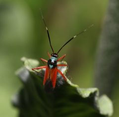 Garganus splendidus by (c) Lon Brehmer, some rights reserved (CC BY), uploaded by Lon Brehmer. Used under a CC-BY license.