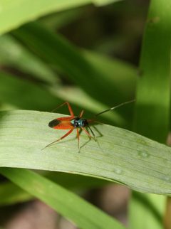 Garganus splendidus by (c) Lon Brehmer, some rights reserved (CC BY), uploaded by Lon Brehmer. Used under a CC-BY license.