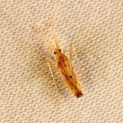 Gracilimiris rubrolineatus by (c) Joshua Ebright, some rights reserved (CC BY), uploaded by Joshua Ebright. Used under a CC-BY license.