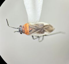 Hadronema pictum by no rights reserved, uploaded by Earl Agpawa. Used under a CC0 license.