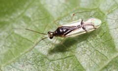 Hyaliodes vitripennis by (c) Zachary Dankowicz, some rights reserved (CC BY), uploaded by Zachary Dankowicz. Used under a CC-BY license.