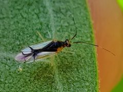 Hyaliodes vitripennis by (c) Will Kuhn, some rights reserved (CC BY), uploaded by Will Kuhn. Used under a CC-BY license.