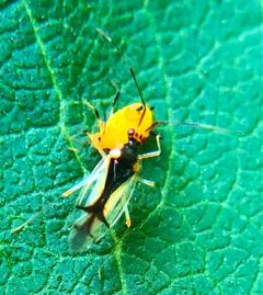 Hyaliodes vitripennis by no rights reserved, uploaded by Ken Kneidel. Used under a CC0 license.
