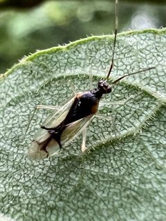 Hyaliodes vitripennis by (c) Mark Richman, some rights reserved (CC BY), uploaded by Mark Richman. Used under a CC-BY license.