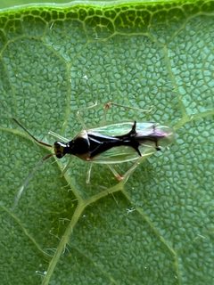Hyaliodes vitripennis by (c) Mark Richman, some rights reserved (CC BY), uploaded by Mark Richman. Used under a CC-BY license.