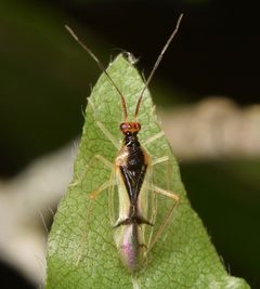 Hyaliodes vitripennis by (c) skitterbug, some rights reserved (CC BY), uploaded by skitterbug. Used under a CC-BY license.