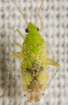 Keltonia tuckeri by (c) Justin Williams, some rights reserved (CC BY), uploaded by Justin Williams. Used under a CC-BY license.