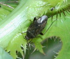 Lepidargyrus ancorifer by (c) Rebecca Ray, some rights reserved (CC BY), uploaded by Rebecca Ray. Used under a CC-BY license.