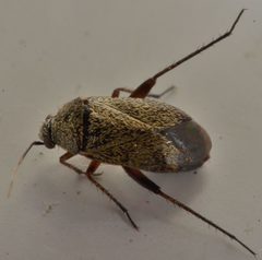 Lepidargyrus ancorifer by (c) dloarie, some rights reserved (CC BY), uploaded by dloarie. Used under a CC-BY license.
