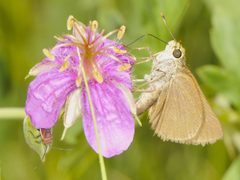 Lopidea apache by (c) Elliott Gordon, some rights reserved (CC BY), uploaded by Elliott Gordon. Used under a CC-BY license.