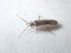Lopus decolor by (c) Saryu Mae 前 朝琉, some rights reserved (CC BY), uploaded by Saryu Mae 前 朝琉. Used under a CC-BY license.