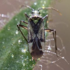 Macrotylus intermedius by (c) Ken-ichi Ueda, some rights reserved (CC BY), uploaded by Ken-ichi Ueda. Used under a CC-BY license.