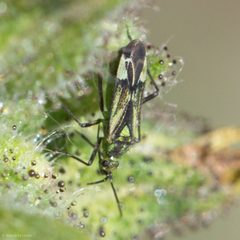Macrotylus intermedius by (c) Ken-ichi Ueda, some rights reserved (CC BY), uploaded by Ken-ichi Ueda. Used under a CC-BY license.