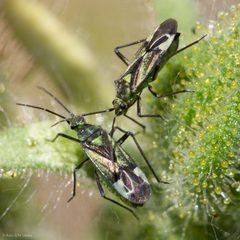 Macrotylus intermedius by (c) Ken-ichi Ueda, some rights reserved (CC BY), uploaded by Ken-ichi Ueda. Used under a CC-BY license.