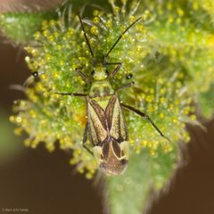 Macrotylus intermedius by (c) Ken-ichi Ueda, some rights reserved (CC BY), uploaded by Ken-ichi Ueda. Used under a CC-BY license.