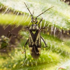 Macrotylus intermedius by (c) Ken-ichi Ueda, some rights reserved (CC BY), uploaded by Ken-ichi Ueda. Used under a CC-BY license.