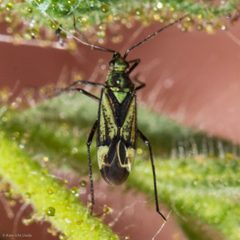 Macrotylus intermedius by (c) Ken-ichi Ueda, some rights reserved (CC BY), uploaded by Ken-ichi Ueda. Used under a CC-BY license.