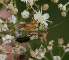 Closterotomus by (c) Silversyrpher, some rights reserved (CC BY). Used under a CC-BY license.