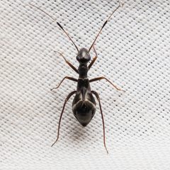 Herdoniini by (c) Ken-ichi Ueda, some rights reserved (CC BY), uploaded by Ken-ichi Ueda. Used under a CC-BY license.