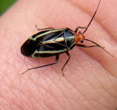 Poecilocapsus lineatus by (c) River Ahlquist, some rights reserved (CC BY), uploaded by River Ahlquist. Used under a CC-BY license.