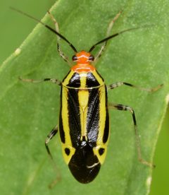 Poecilocapsus lineatus by (c) skitterbug, some rights reserved (CC BY), uploaded by skitterbug. Used under a CC-BY license.