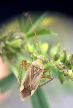 Adelphocoris by (c) Paul Cook, some rights reserved (CC BY), uploaded by Paul Cook. Used under a CC-BY license.