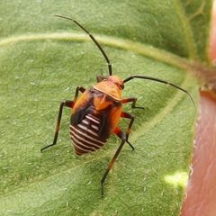 Neocapsus fasciativentris by (c) Sue Carnahan, some rights reserved (CC BY), uploaded by Sue Carnahan. Used under a CC-BY license.