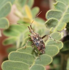 Neurocolpus arizonae by (c) Lon Brehmer, some rights reserved (CC BY), uploaded by Lon Brehmer. Used under a CC-BY license.