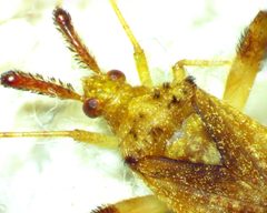 Neurocolpus nubilus by no rights reserved, uploaded by Ken Kneidel. Used under a CC0 license.
