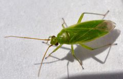 Orthotylus by (c) Mick Talbot, some rights reserved (CC BY). Used under a CC-BY license.