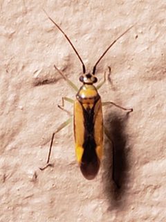 Orthotylus by (c) Mark Richman, some rights reserved (CC BY), uploaded by Mark Richman. Used under a CC-BY license.