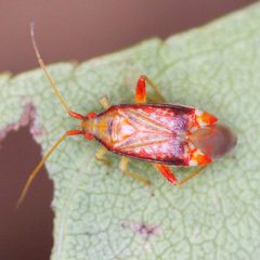 Pseudoloxops coccineus by (c) Barry Walter, some rights reserved (CC BY), uploaded by Barry Walter. Used under a CC-BY license.