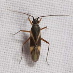 Orthotylus angulatus by (c) Ken-ichi Ueda, some rights reserved (CC BY), uploaded by Ken-ichi Ueda. Used under a CC-BY license.