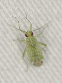 Orthotylus coagulatus by (c) Elliott Gordon, some rights reserved (CC BY), uploaded by Elliott Gordon. Used under a CC-BY license.