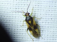 Orthotylus ornatus by (c) Sam Kieschnick, some rights reserved (CC BY), uploaded by Sam Kieschnick. Used under a CC-BY license.