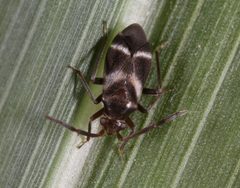 Pamillia nyctalis by (c) jcowles, some rights reserved (CC BY), uploaded by jcowles. Used under a CC-BY license.