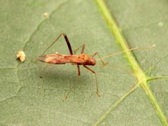 Paraxenetus guttulatus by (c) Katja Schulz, some rights reserved (CC BY), uploaded by Katja Schulz. Used under a CC-BY license.