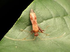 Paraxenetus guttulatus by (c) Katja Schulz, some rights reserved (CC BY), uploaded by Katja Schulz. Used under a CC-BY license.