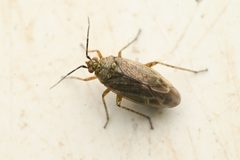 Delphiphylus affiguratus by (c) Trevor Van Loon, some rights reserved (CC BY), uploaded by Trevor Van Loon. Used under a CC-BY license.